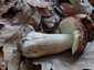 Ízletes vargánya (Boletus edulis), Őrség